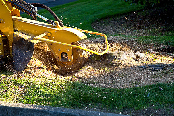 Tree Branch Trimming